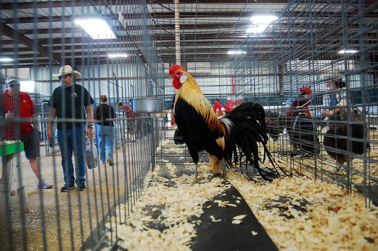 Pima County Fair's poultry show