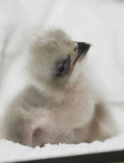 Animal shots of the week