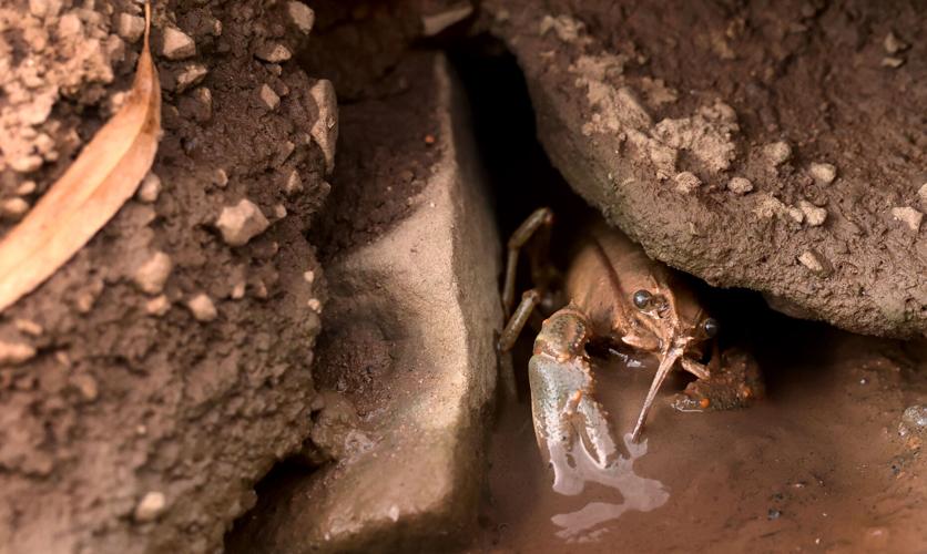 'Zero flow' recorded at key spot on Arizona's drying San Pedro River