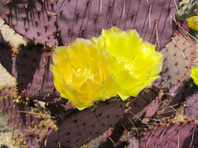 Prickly pear with yellow blooms