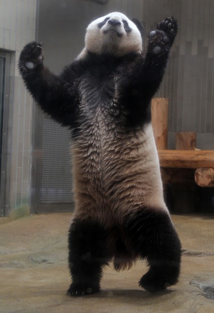 Animal shots of the week