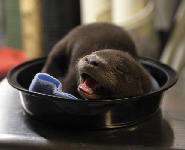 Animal shots of the week