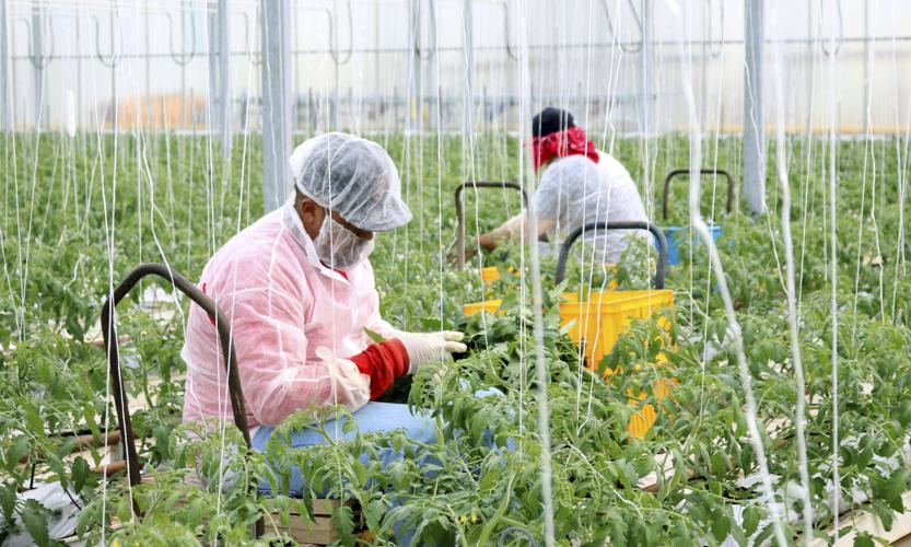 Exchange Farmworker Health (LE)