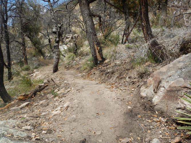 Pima Canyon Trail