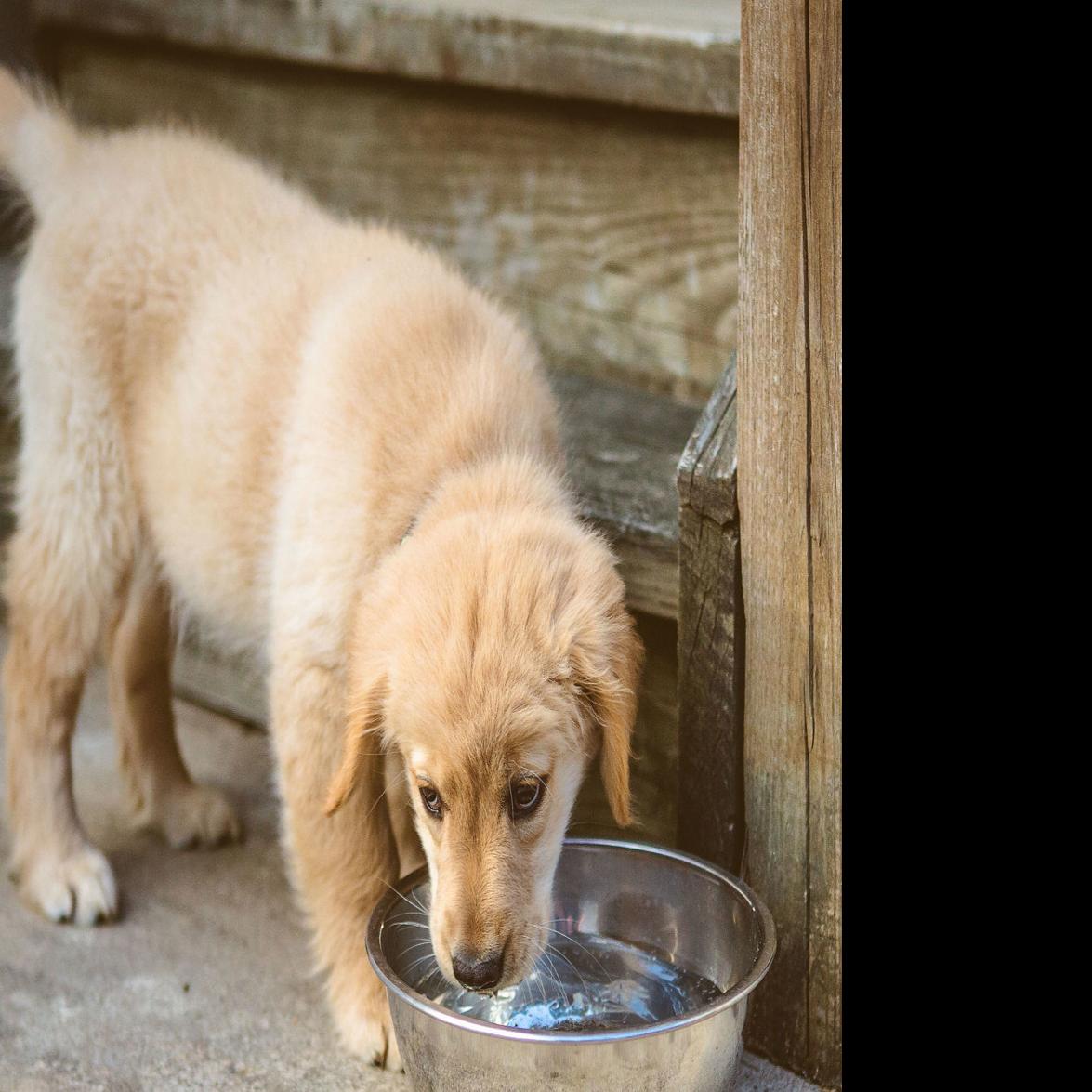 Dog Outside Only Drinks Water When Owner Is Home Pets Tucson Com