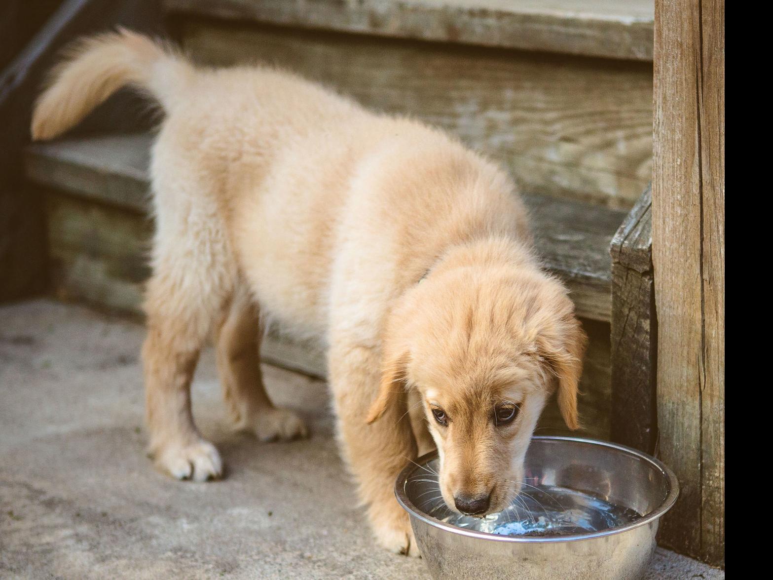 Dog Outside Only Drinks Water When Owner Is Home Pets Tucson Com