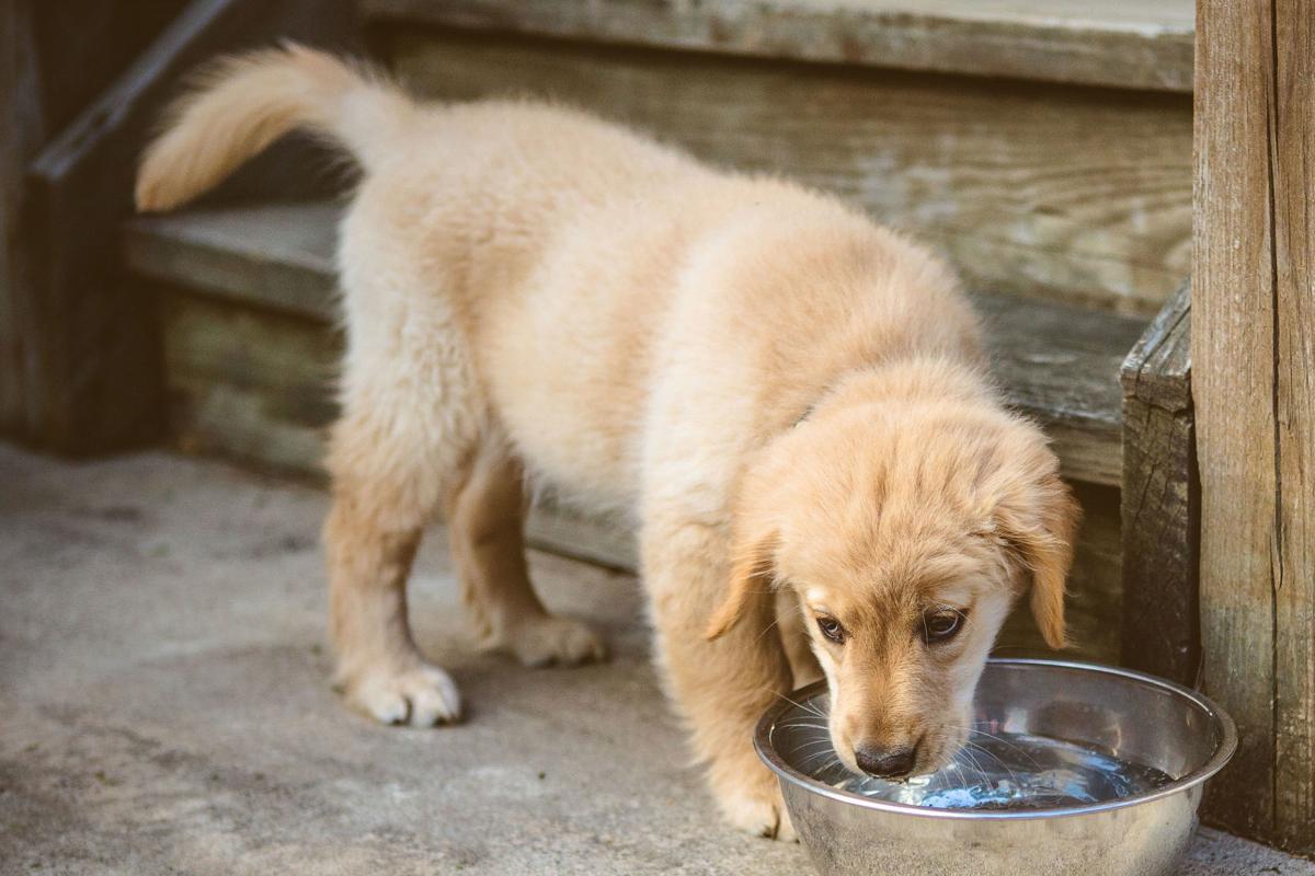 why would a dog drink a lot of water