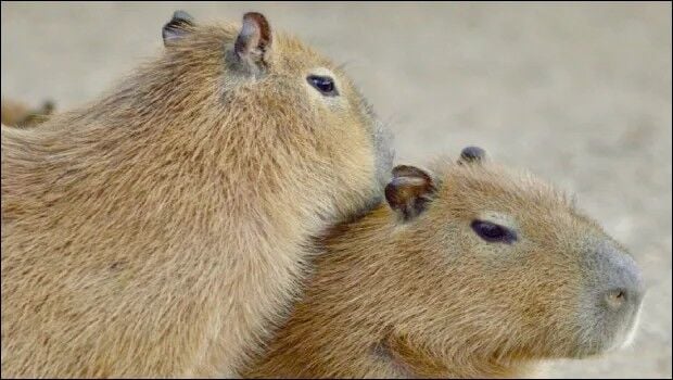 43396953_620x350 (1).jpg