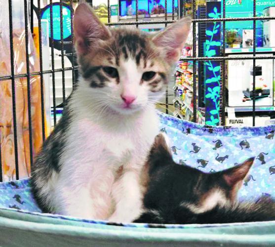 Adopt a friend    