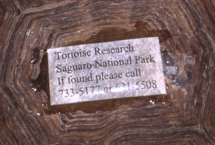 Thelma the tortoise