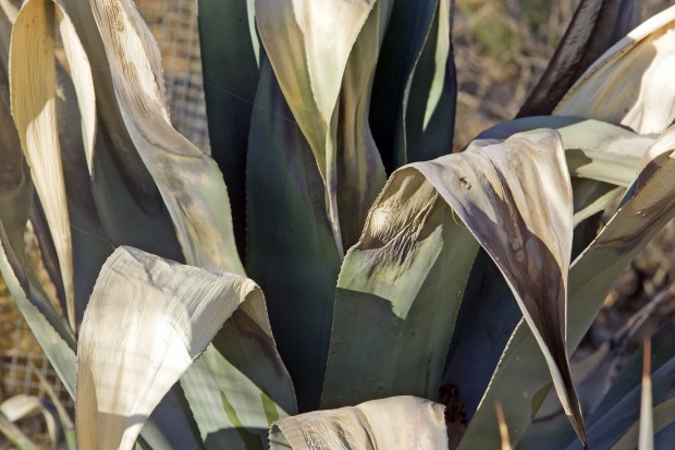 Plants may look bad, but they might still be OK | Tucson ...