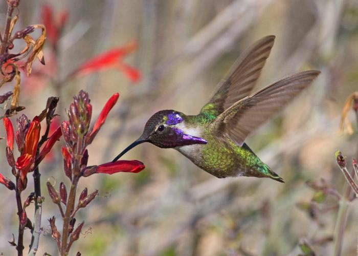 Thursday, August 11-Monday, August 15 — Flock to a bird-watching festival