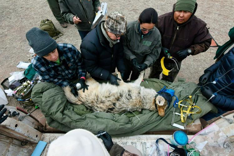 Annual count shows Mexican wolf population reaches record numbers