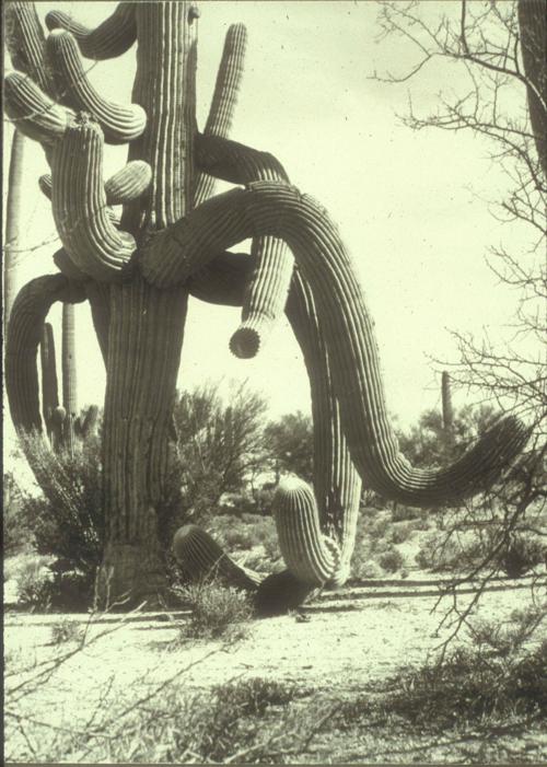 The Old Days at Saguaro National Park