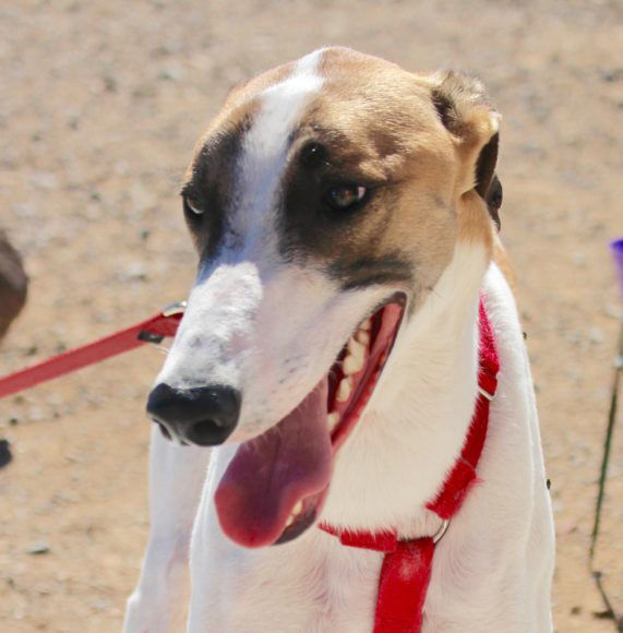 Adopt A Friend: Moxie