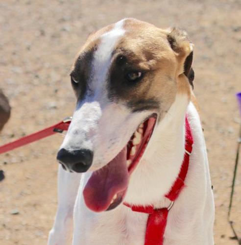 Adopt A Friend: Moxie