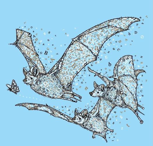 2025 TFOB Tucson Festival of Books critter Mexican Free Tailed Bat