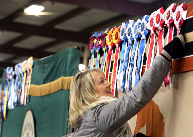 Arabians, riders compete in show of style, skill, beauty    
