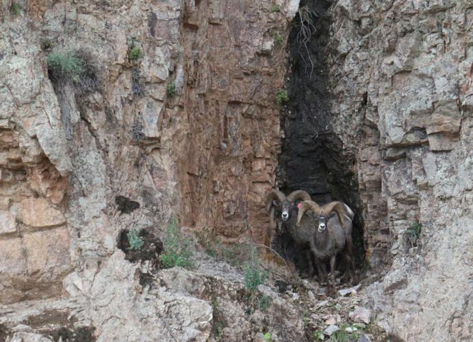 Bighorn sheep survey, 2021, AGFD