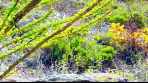 Fall Colors: Colorful show trumpets autumn's arrival in desert ...