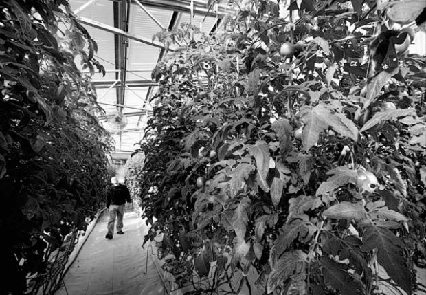 Greenhouses for the moon and Mars  