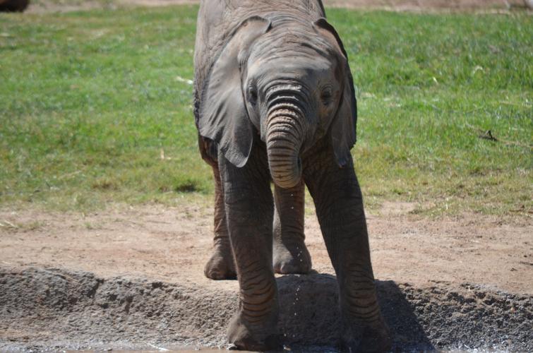 Elephant calf Meru