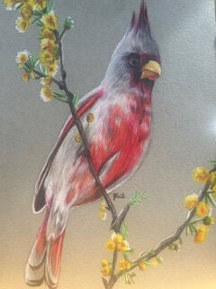 Drawing by Josephine Burnside