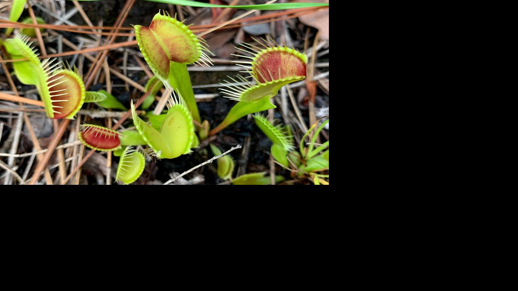 Venus flytraps can be seen along the trails in certain areas of Green Swamp Preserve Thursday July 6, 2023 during a Nature Conservancy tour.