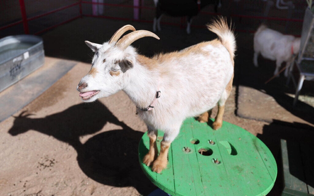 goat cafe