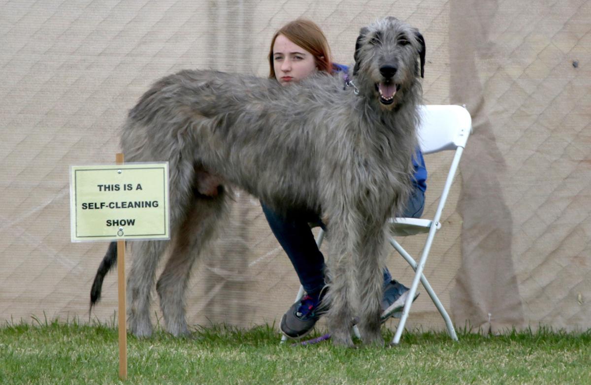 Dog Show Pima County Arizona Dog Show Pima County Arizona