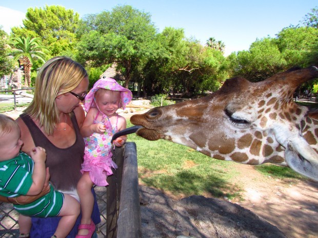Denver, the giraffe