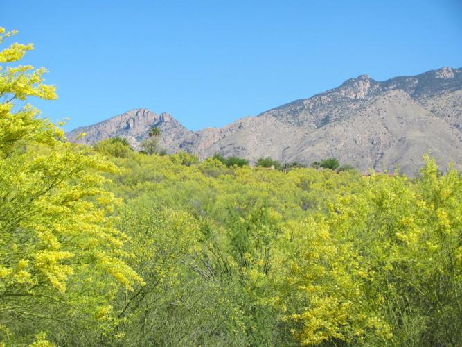 Acres of blooming palo verde trees