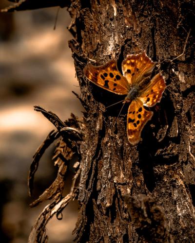 2022 Adventures in Nature photo contest