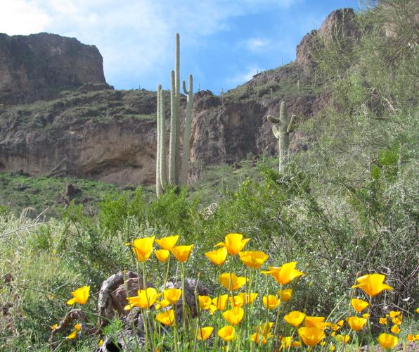 Southwest wildflowers