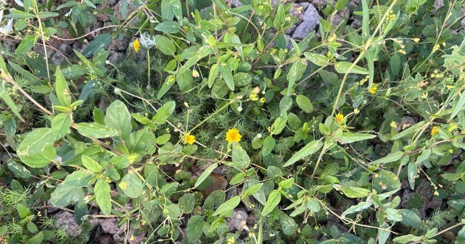 Give Weeds a Second Glance!