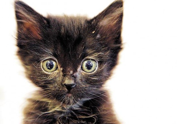 'Meow' event to aid needy owners, pets  