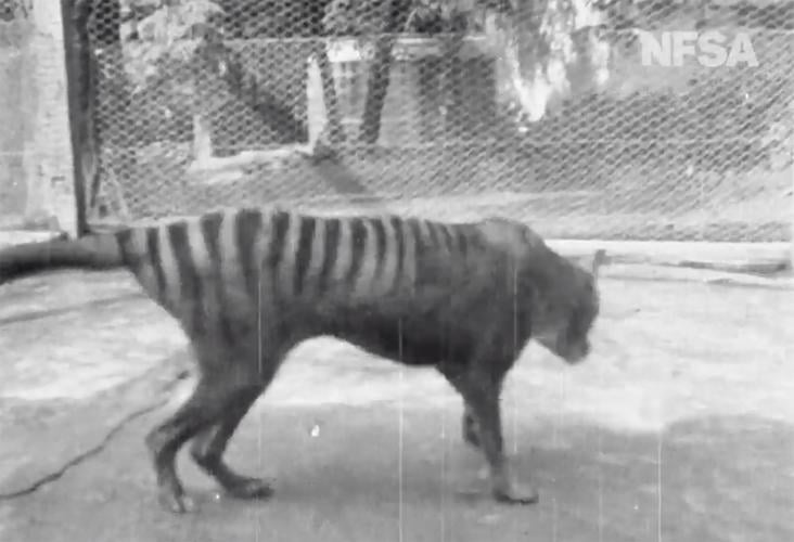 Tasmanian tiger