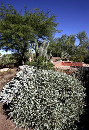 Sustainable landscaping