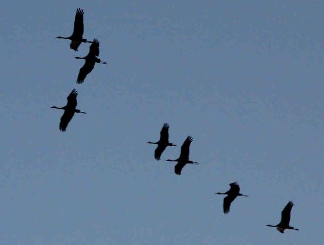 Sandhill cranes in Arizona
