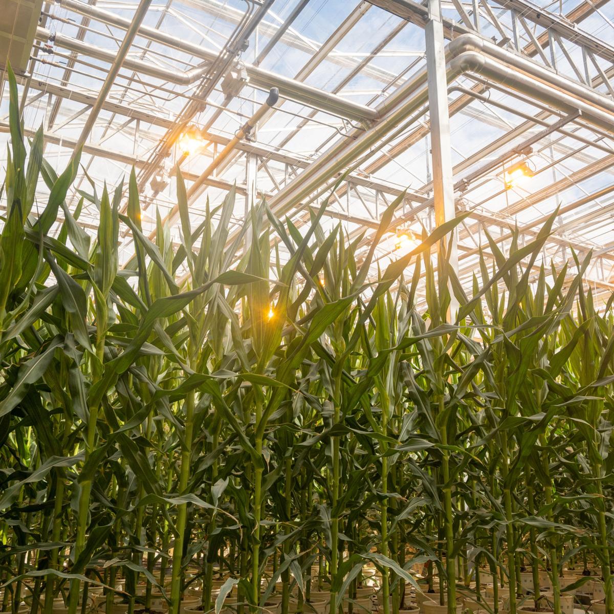 Robots are managing a new greenhouse dedicated to corn production near