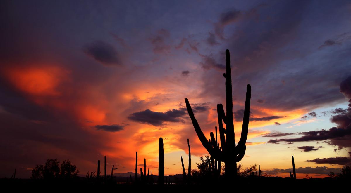 saguaros: Arizona's birthday