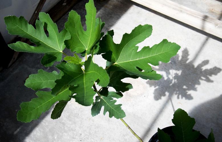 Food Bank Garden items