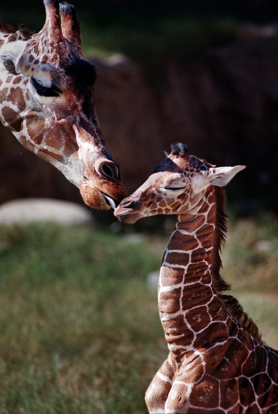Denver, the oldest giraffe ever at Tucson's Reid Park Zoo, dies