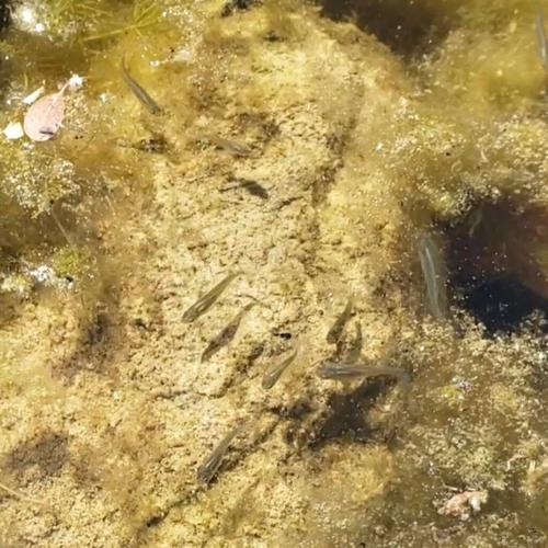Beyond the Surface: Life Inside a Spring