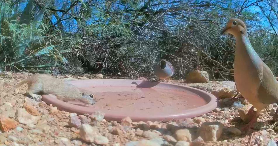 How to Set Up a Water Bowl for Backyard Wildlife