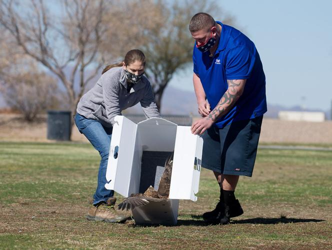 Red-Tailed Hawk Release