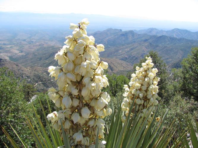 Trails on the eastern slopes of the Santa Catalina Mountains
