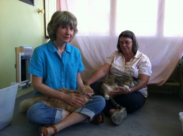 Concert will help cats rescued from hoarding   