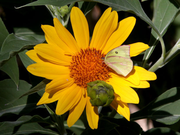 Sue Feyrer and butterflies