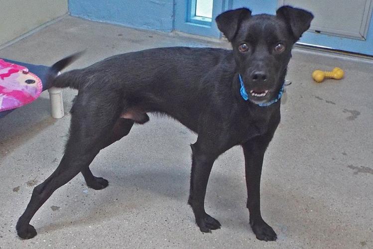 Adopt a friend: Sergeant Pepper